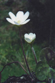 Hepatica triloba